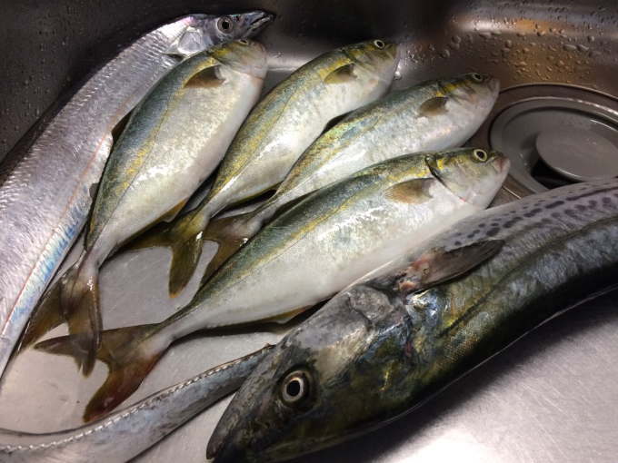 太刀魚サゴシハマチをゲット