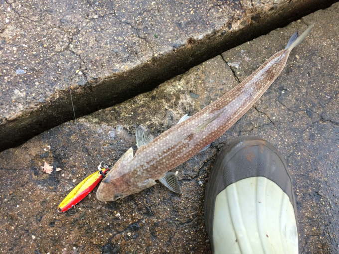 エソしか釣れない状況