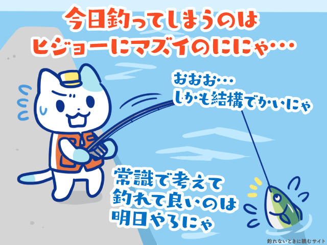 岸和田一文字の取材前日に釣ってしまう不幸な猫
