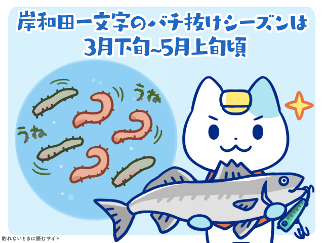 岸和田一文字のバチ抜けシーズンは3月下旬～5月上旬頃