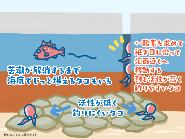 岸和田一文字のタコ釣りシーズンは6～9月